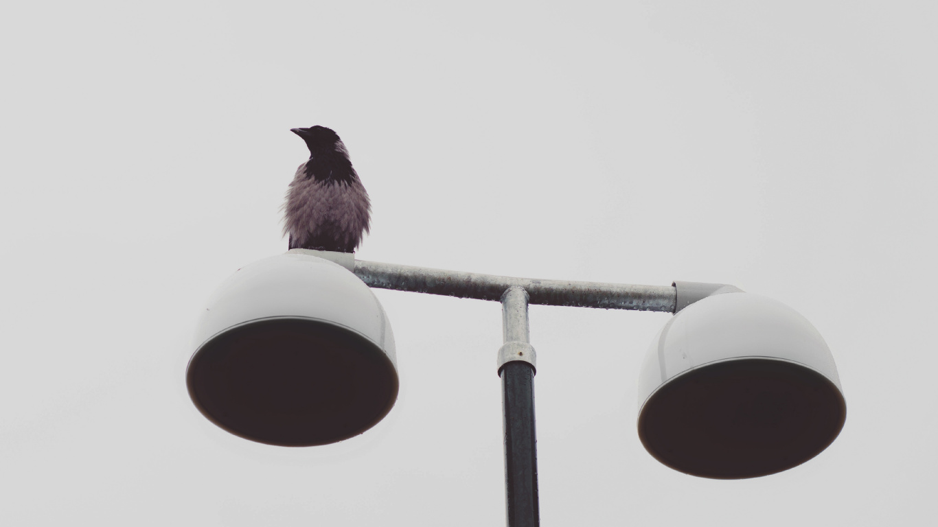 Black Bird on Red and White Street Light. Wallpaper in 1366x768 Resolution