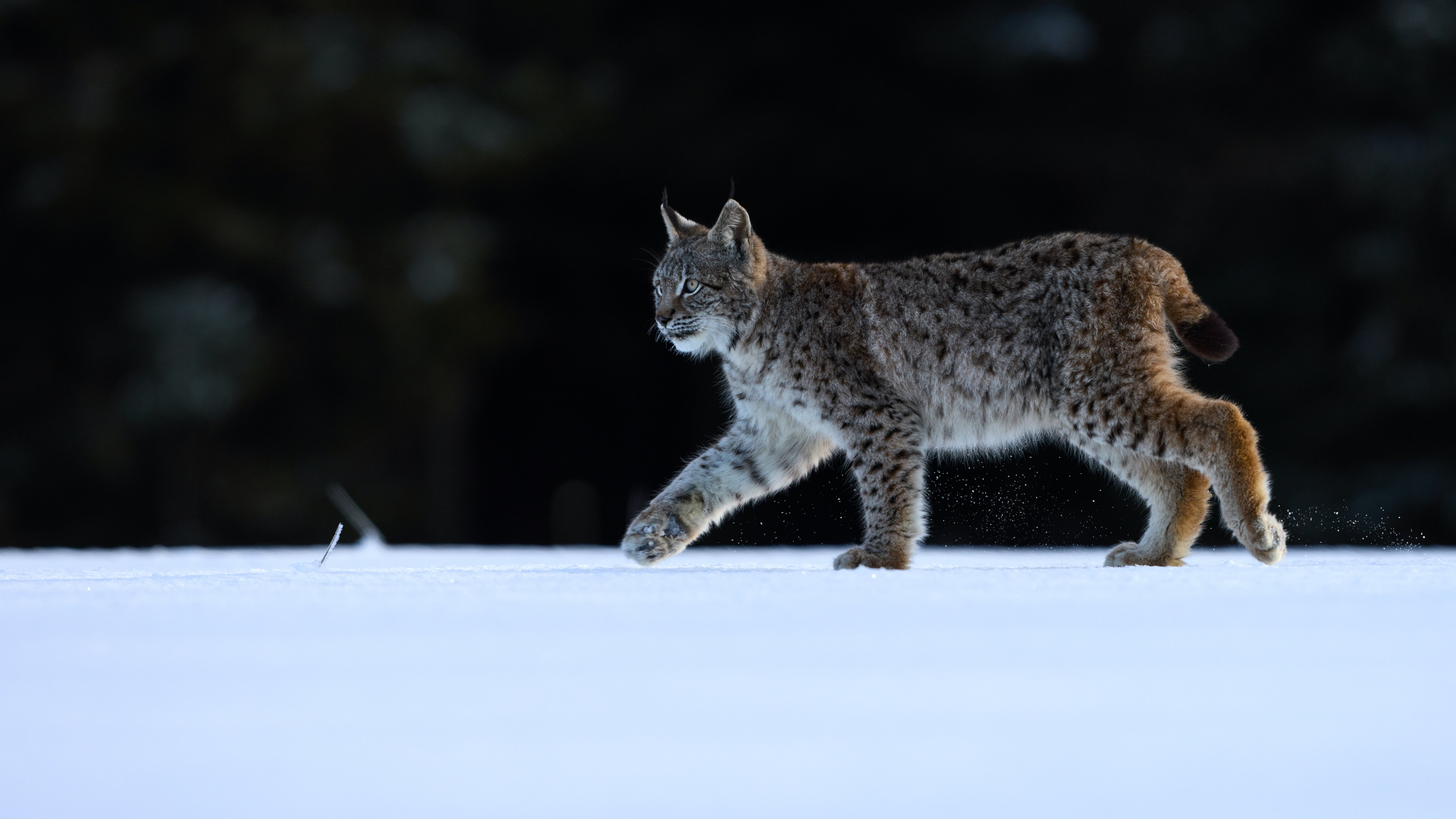 Distance Myself With Liars, Cat, Eurasian Lynx, Caracal, Wildcat. Wallpaper in 3840x2160 Resolution