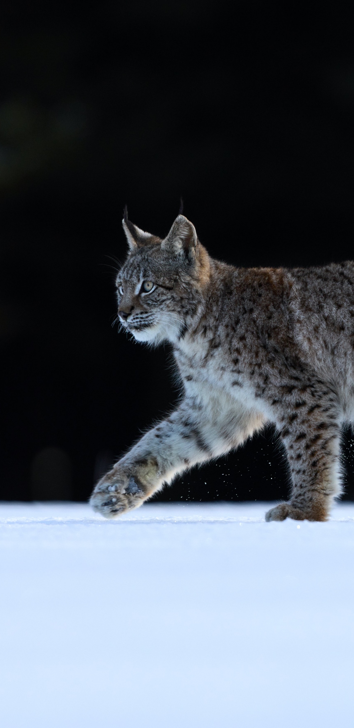 Distanciarme de Los Mentirosos, Gato, Caracal, Wildcat, Gatito. Wallpaper in 1440x2960 Resolution