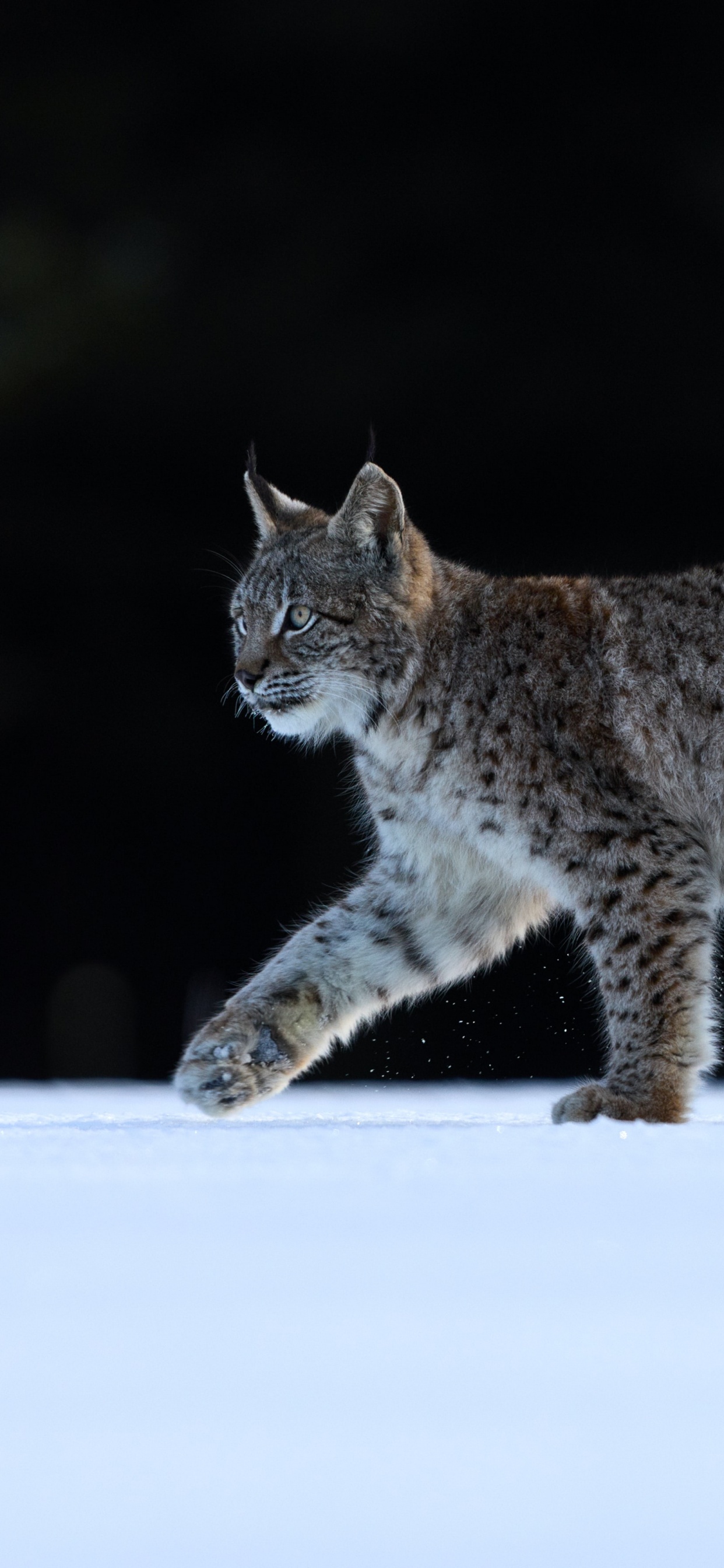 Prendre Mes Distances Avec Les Menteurs, Chat, le Lynx D'eurasie, Caracal, Wildcat. Wallpaper in 1242x2688 Resolution
