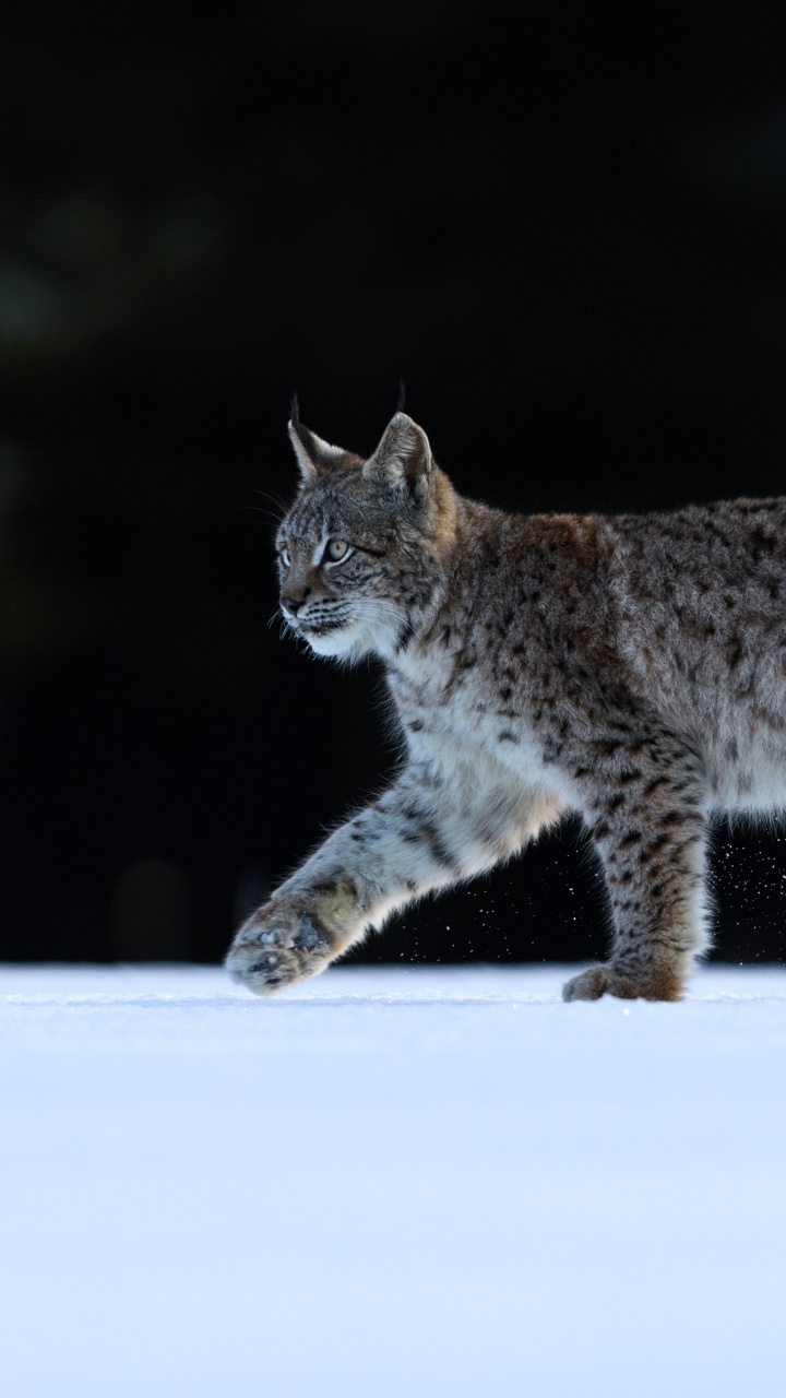 Prendre Mes Distances Avec Les Menteurs, Chat, le Lynx D'eurasie, Caracal, Wildcat. Wallpaper in 720x1280 Resolution