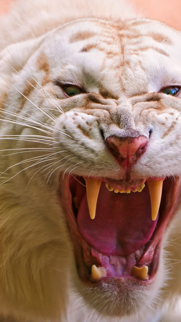 Rugissement de Tigre Blanc, Tigre Blanc, Rugissement, Grondement, Fang. Wallpaper in 750x1334 Resolution