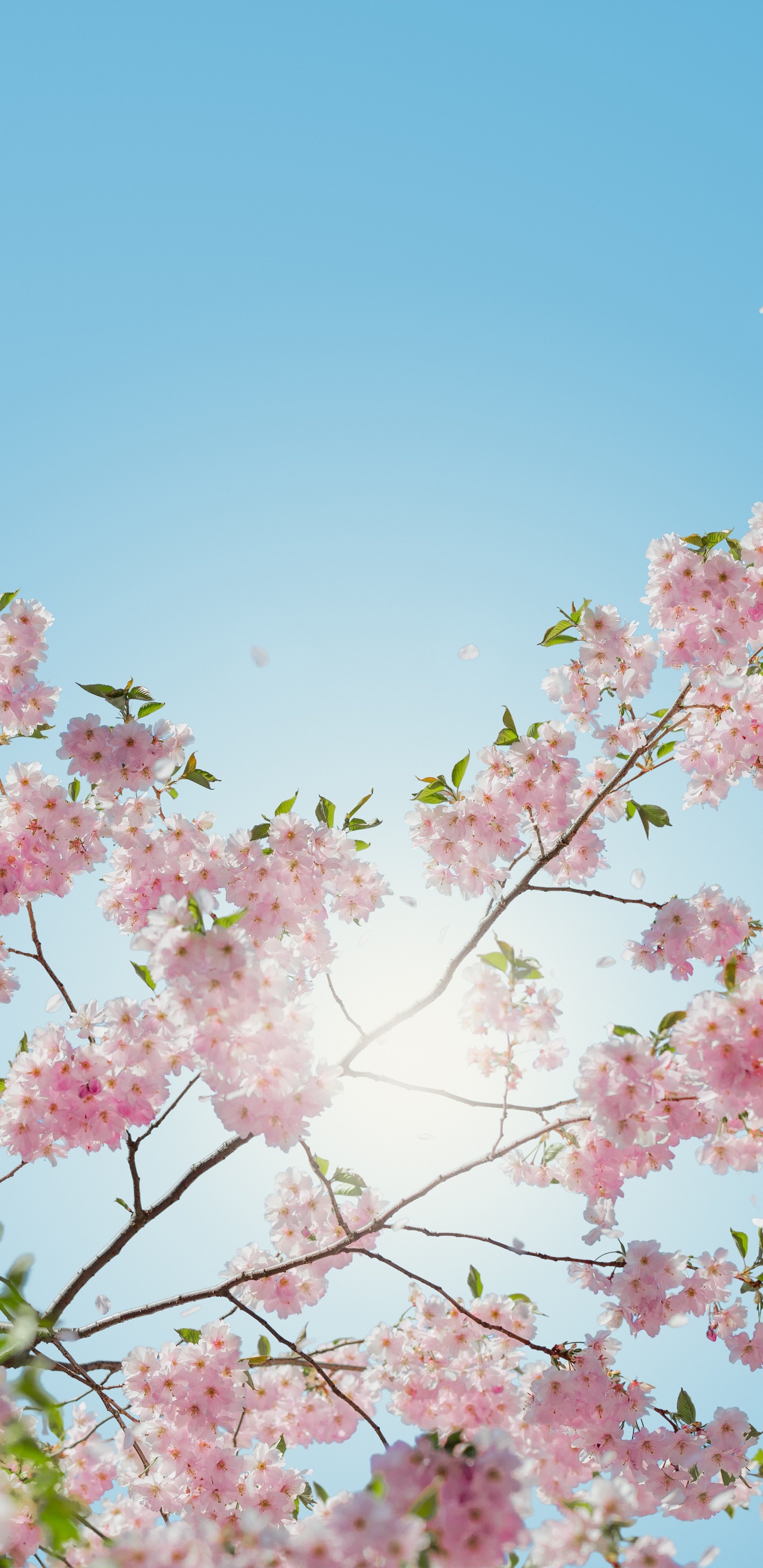 Pink Cherry Blossom Under Blue Sky During Daytime. Wallpaper in 1440x2960 Resolution