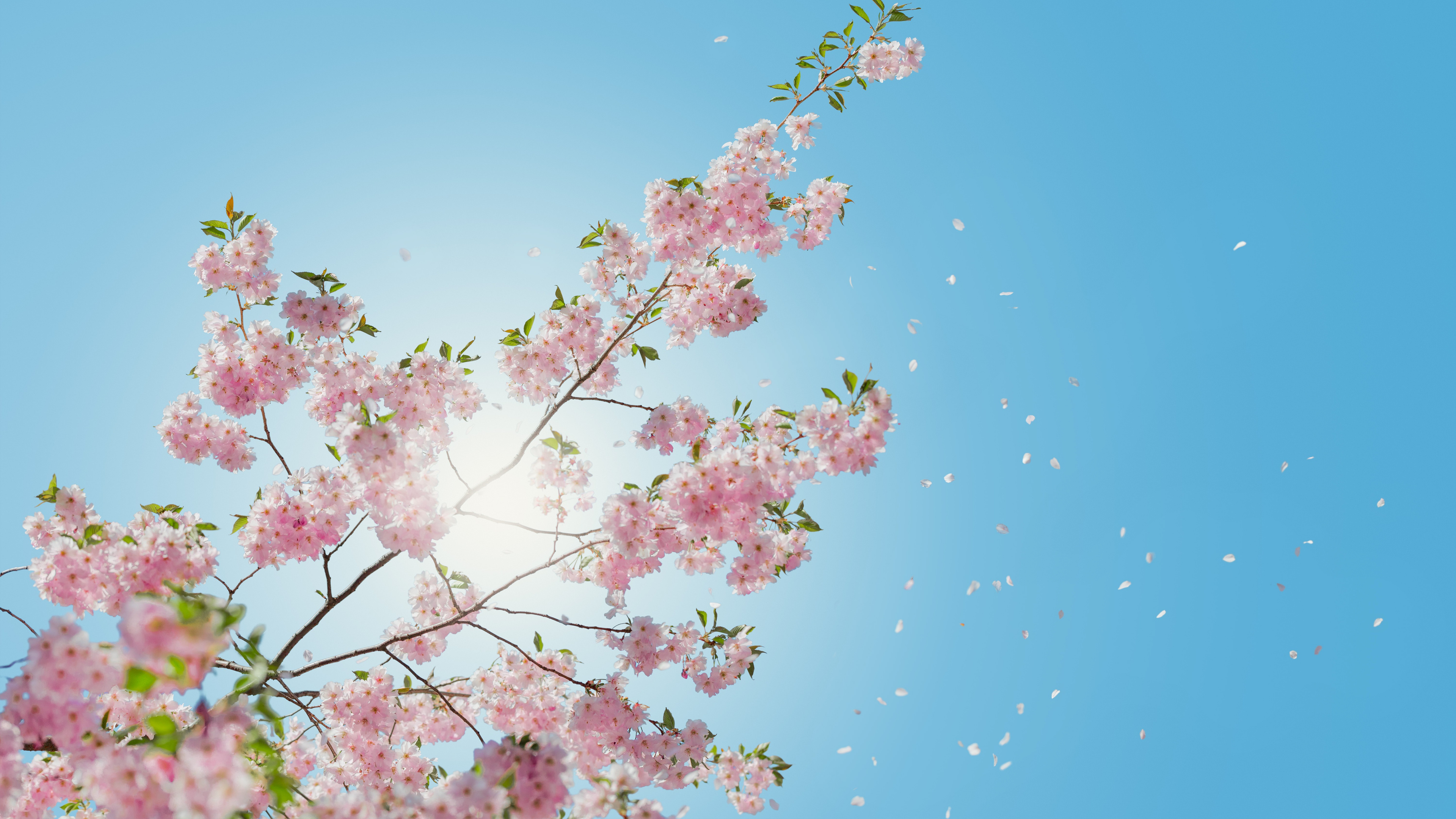 Pink Cherry Blossom Under Blue Sky During Daytime. Wallpaper in 3840x2160 Resolution