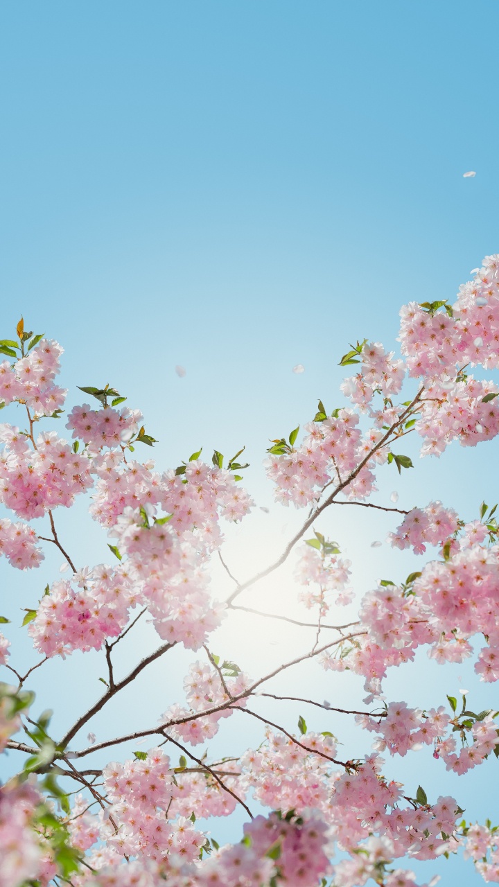 Pink Cherry Blossom Under Blue Sky During Daytime. Wallpaper in 720x1280 Resolution