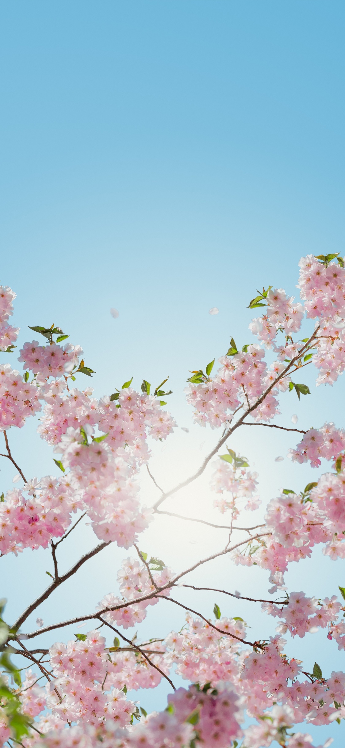 Rosa Kirschblüte Unter Blauem Himmel Tagsüber During. Wallpaper in 1125x2436 Resolution