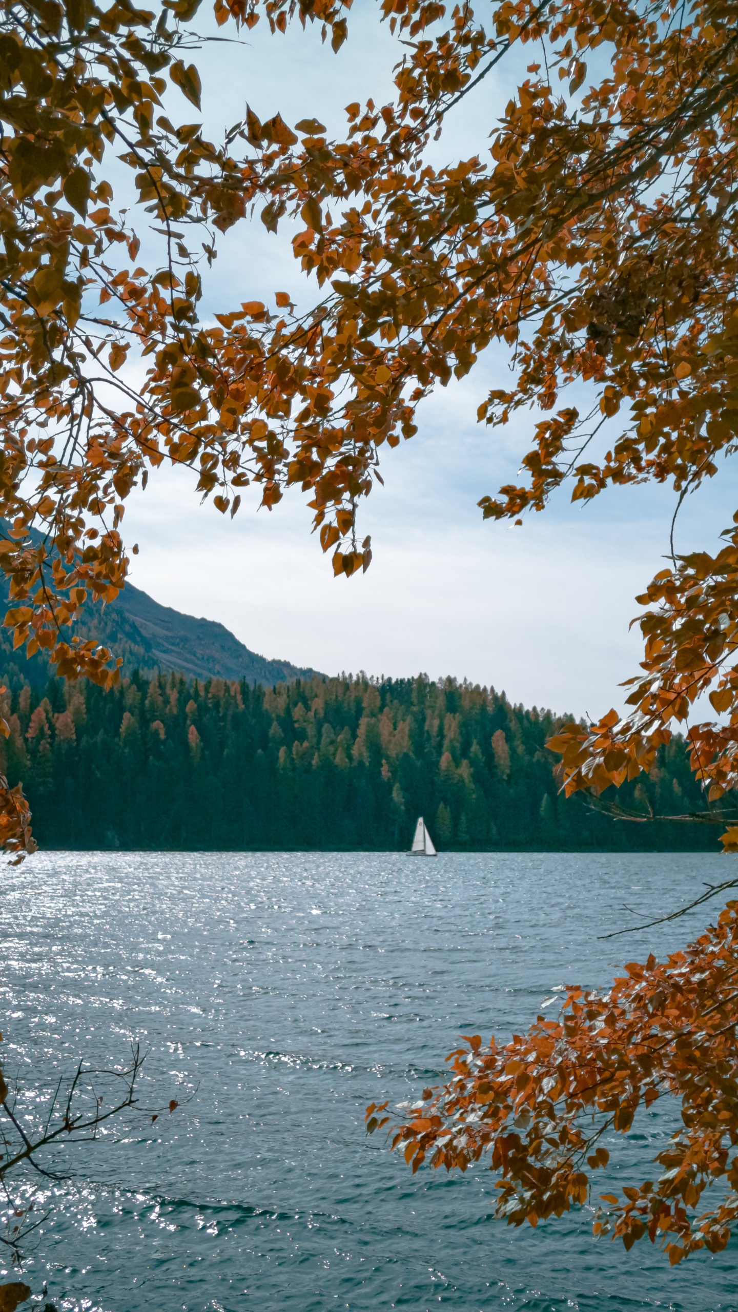 Body of Water, Tree, Nature, Leaf, Water. Wallpaper in 1440x2560 Resolution