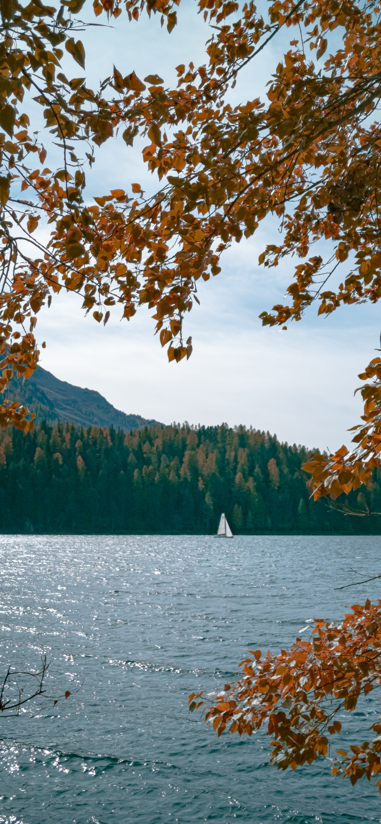 Corps de L'eau, Nature, Feuille, Eau, Lac. Wallpaper in 1242x2688 Resolution