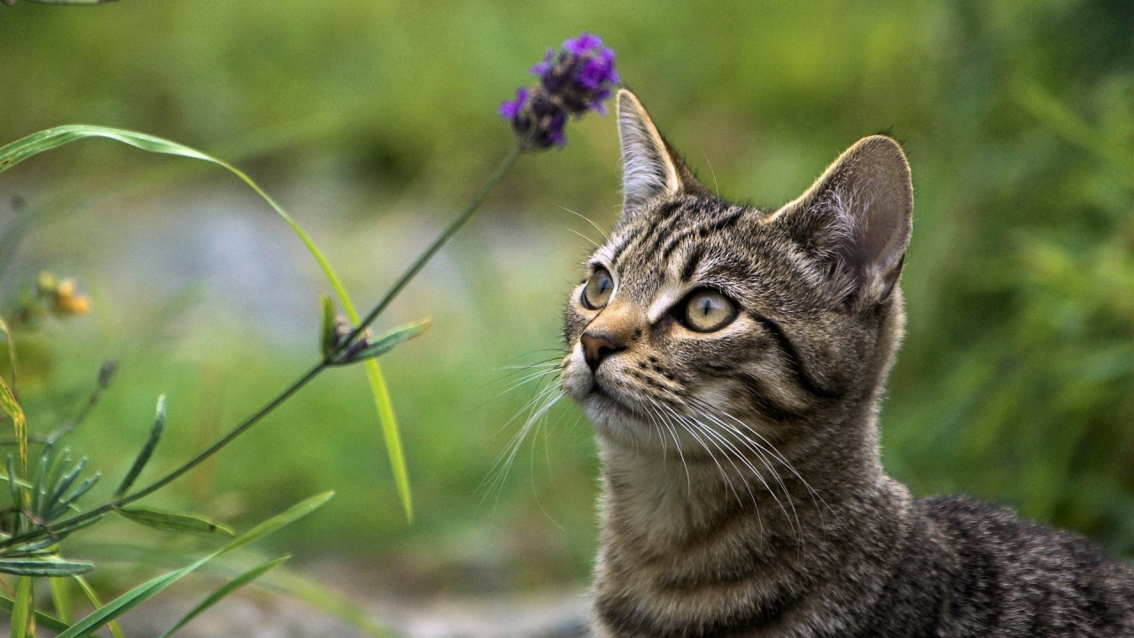 Brown Tabby Cat Near Purple Flower During Daytime. Wallpaper in 1280x720 Resolution