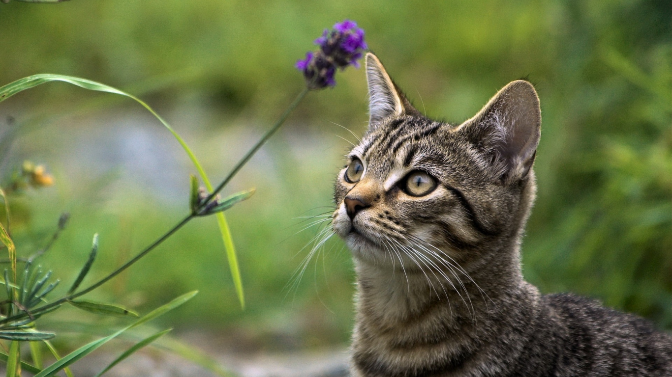 Brown Tabby Cat Near Purple Flower During Daytime. Wallpaper in 1366x768 Resolution