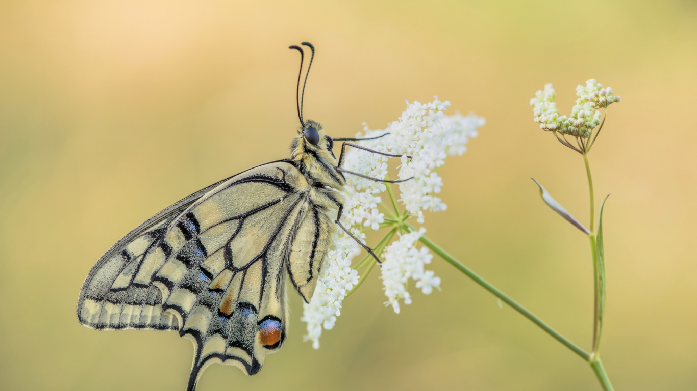 Papillon Noir et Blanc Perché Sur Une Fleur Blanche en Photographie Rapprochée Pendant la Journée. Wallpaper in 1366x768 Resolution