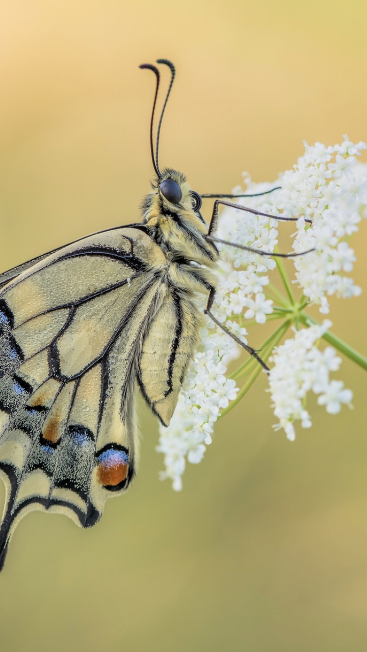 Papillon Noir et Blanc Perché Sur Une Fleur Blanche en Photographie Rapprochée Pendant la Journée. Wallpaper in 720x1280 Resolution