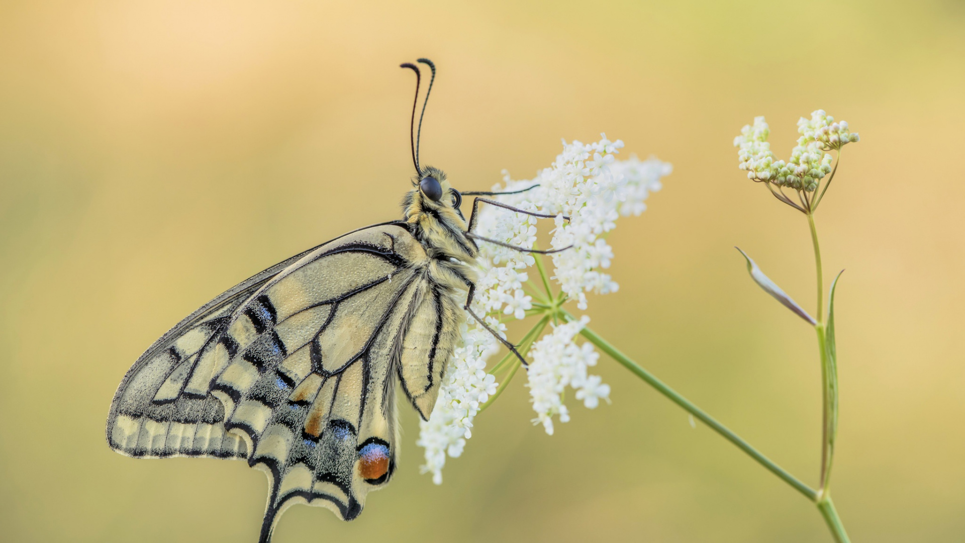 昆虫, 飞蛾和蝴蝶, Lycaenid, 帝王蝶, Pieridae 壁纸 1920x1080 允许
