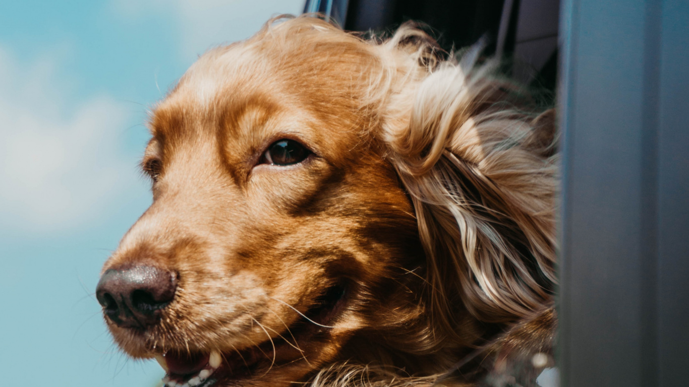 Brown and Black Long Coated Dog. Wallpaper in 1366x768 Resolution