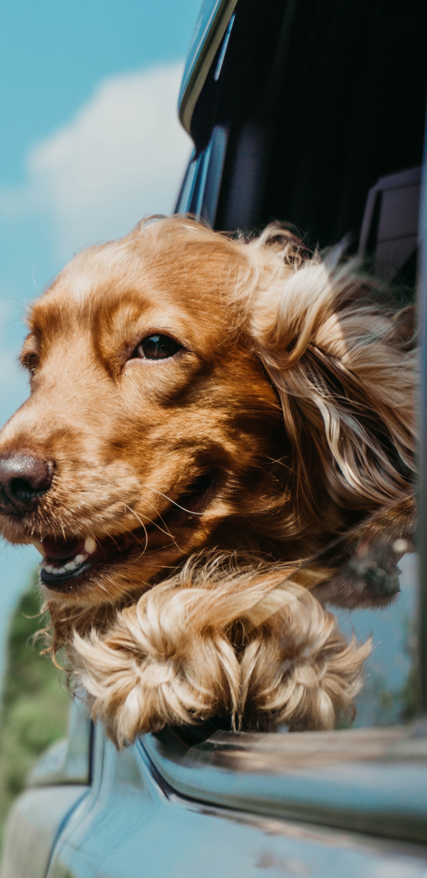 Brown and Black Long Coated Dog. Wallpaper in 1440x2960 Resolution