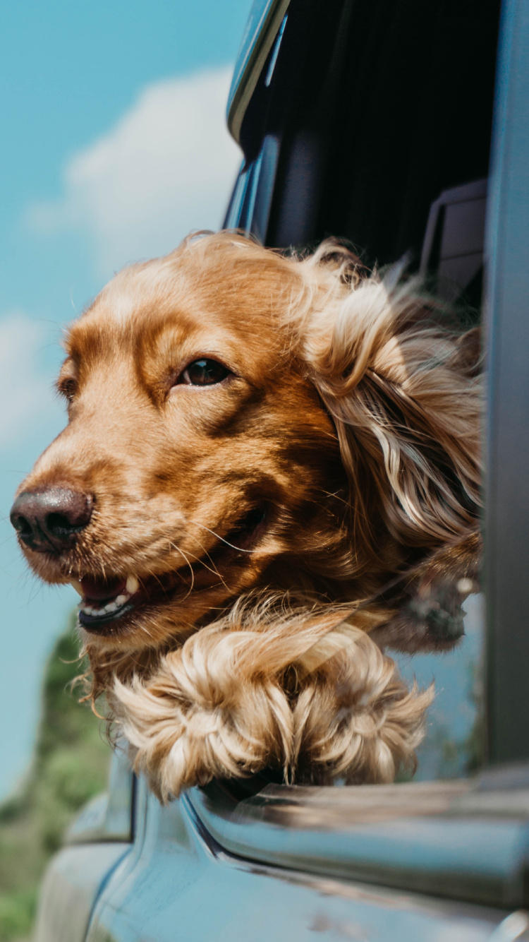 Brown and Black Long Coated Dog. Wallpaper in 750x1334 Resolution