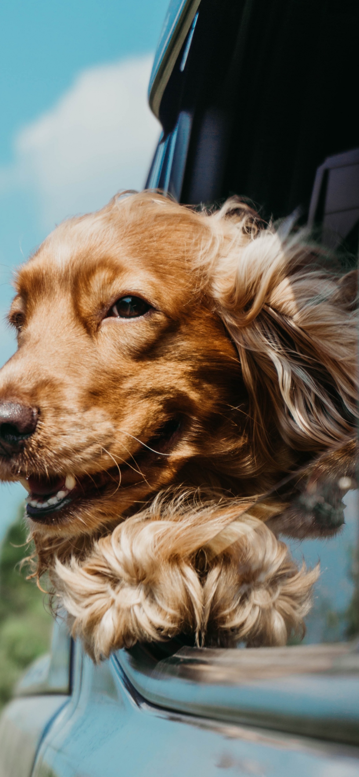 Brauner Und Schwarzer Langhaariger Hund. Wallpaper in 1242x2688 Resolution