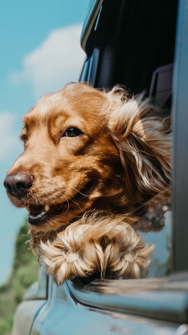 Brauner Und Schwarzer Langhaariger Hund. Wallpaper in 720x1280 Resolution