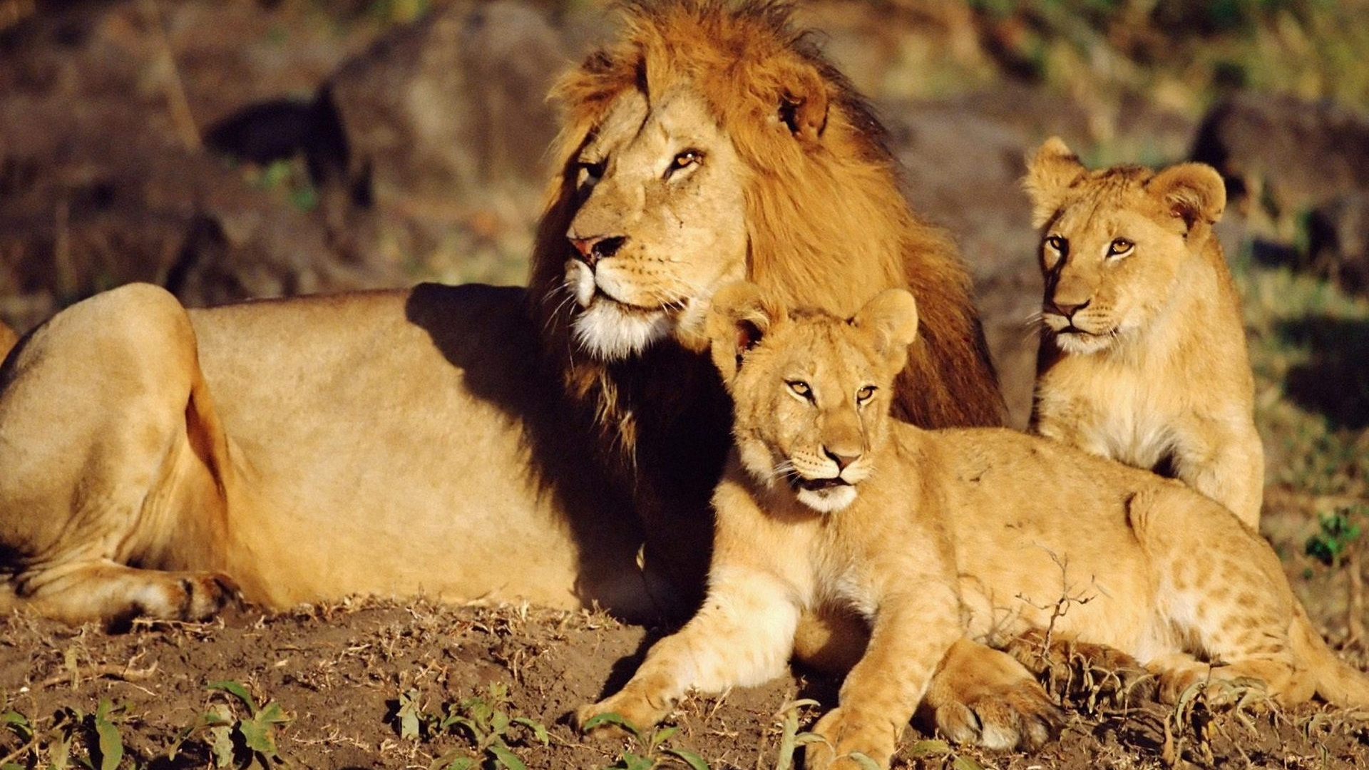 León y Leona Sobre la Hierba Verde Durante el Día. Wallpaper in 1920x1080 Resolution