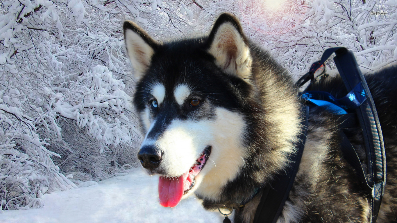 Husky Sibérien Noir et Blanc Sur Sol Couvert de Neige. Wallpaper in 1366x768 Resolution