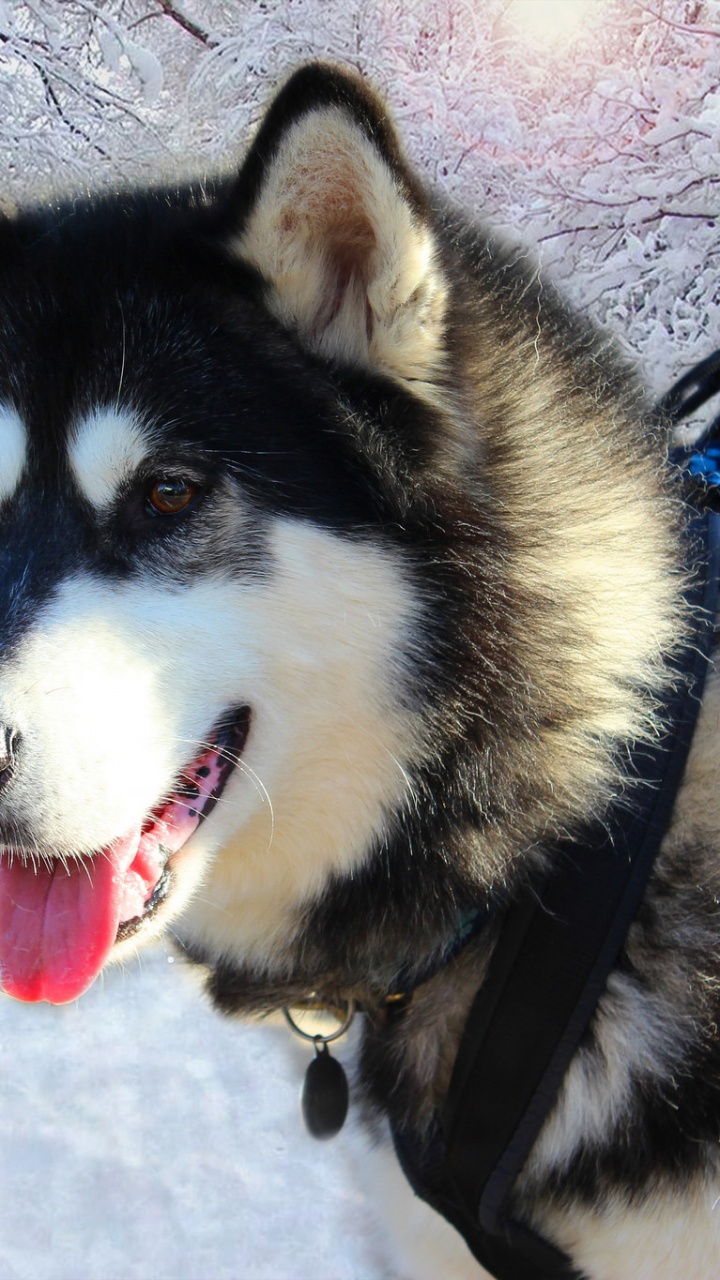Black and White Siberian Husky on Snow Covered Ground. Wallpaper in 720x1280 Resolution