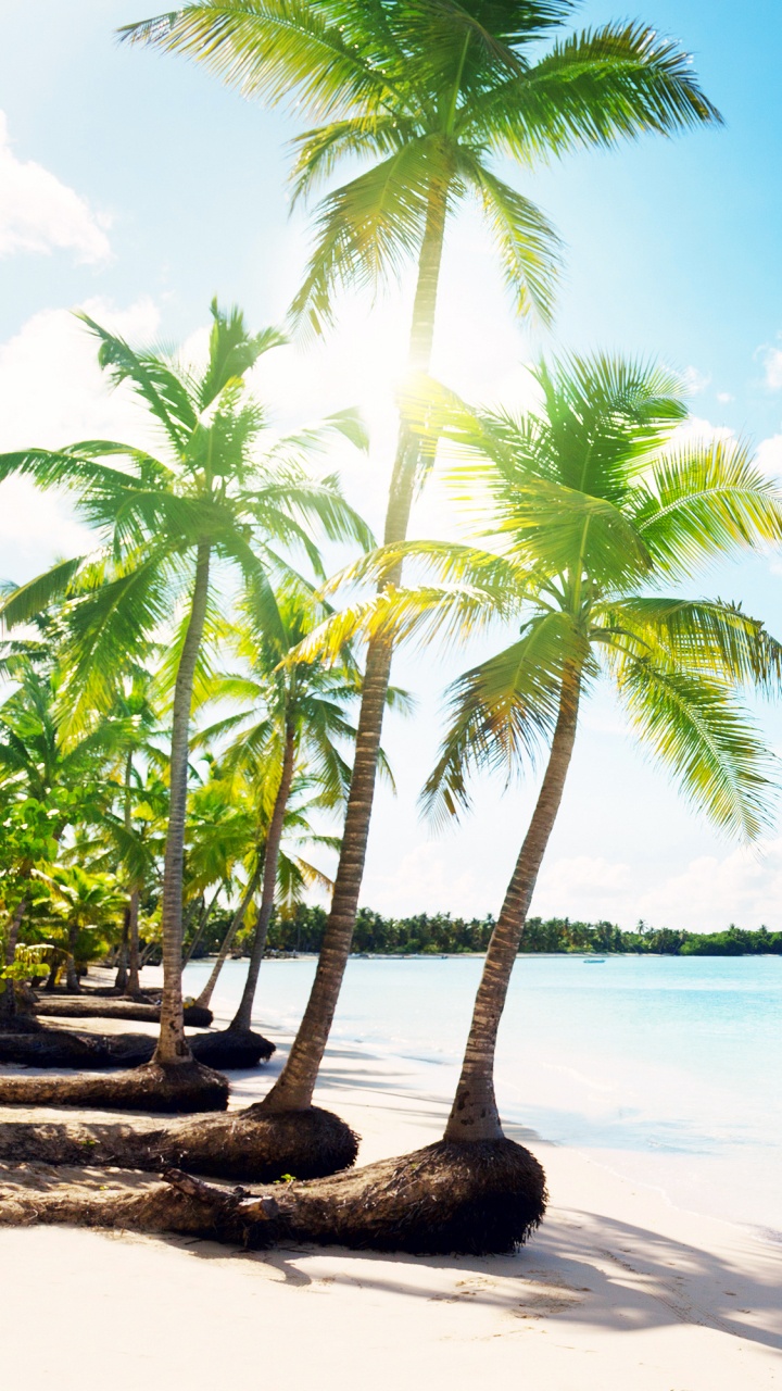 Palm Tree on Beach Shore During Daytime. Wallpaper in 720x1280 Resolution
