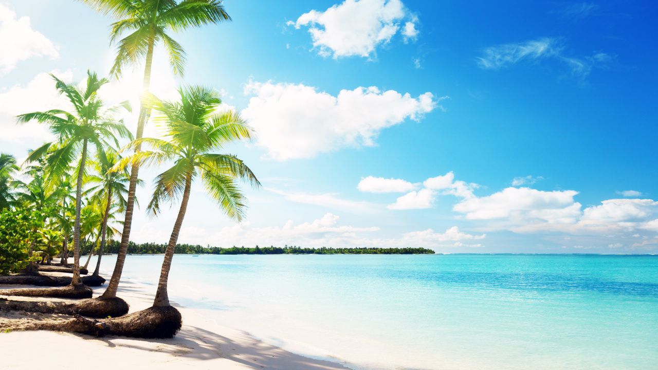 Palmier Sur le Rivage de la Plage Pendant la Journée. Wallpaper in 1280x720 Resolution