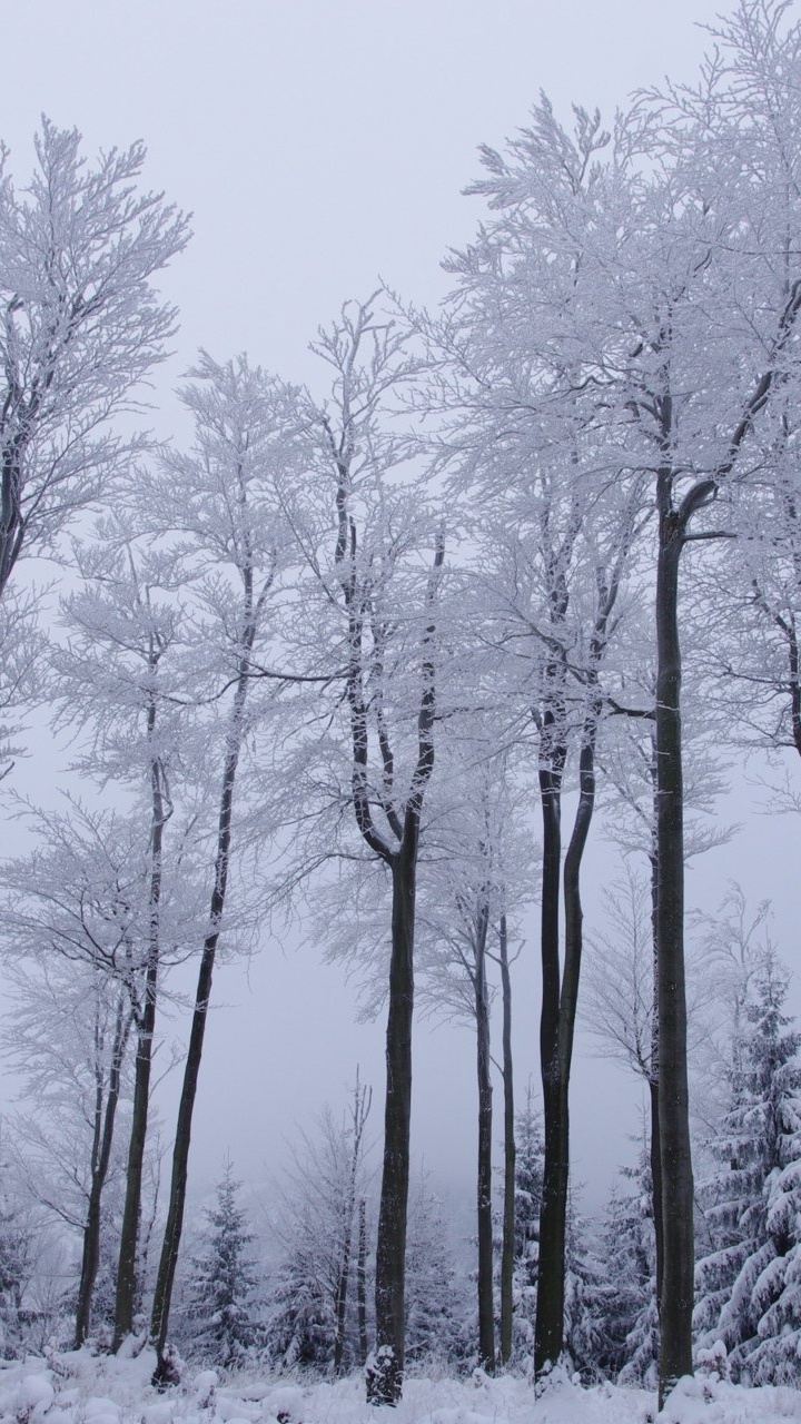 Arbres Nus Sur Sol Couvert de Neige Pendant la Journée. Wallpaper in 720x1280 Resolution