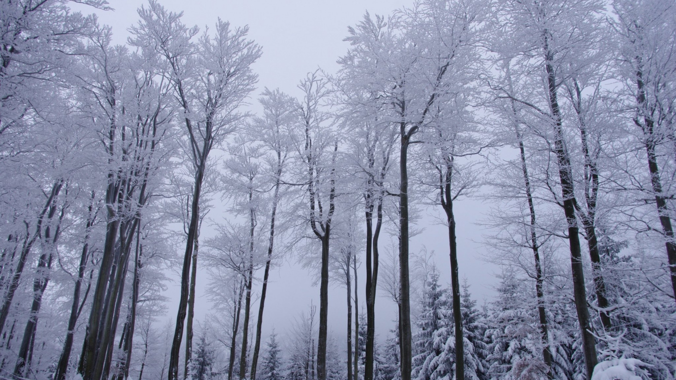 Árboles Desnudos en el Suelo Cubierto de Nieve Durante el Día. Wallpaper in 1366x768 Resolution
