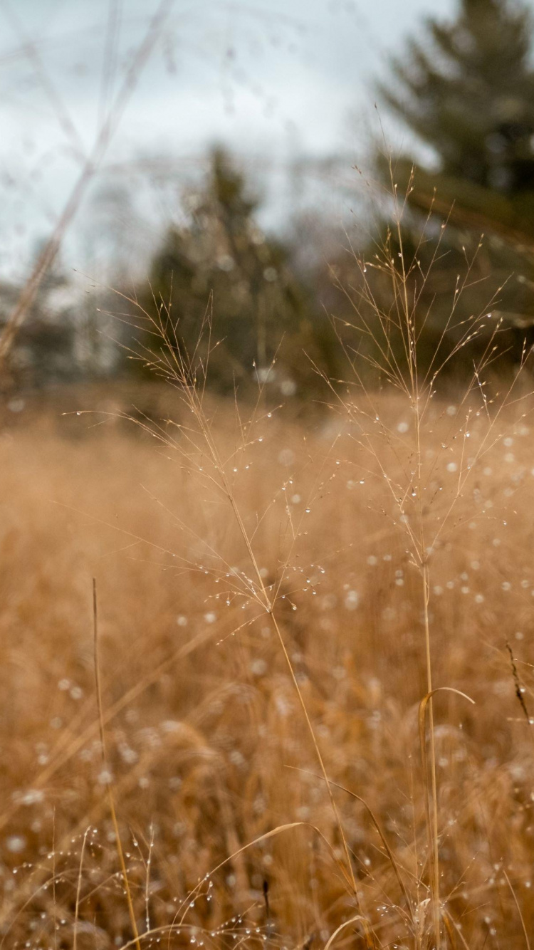 Gras, Gras-Familie, Sonnenlicht, Morgen, Feld. Wallpaper in 750x1334 Resolution