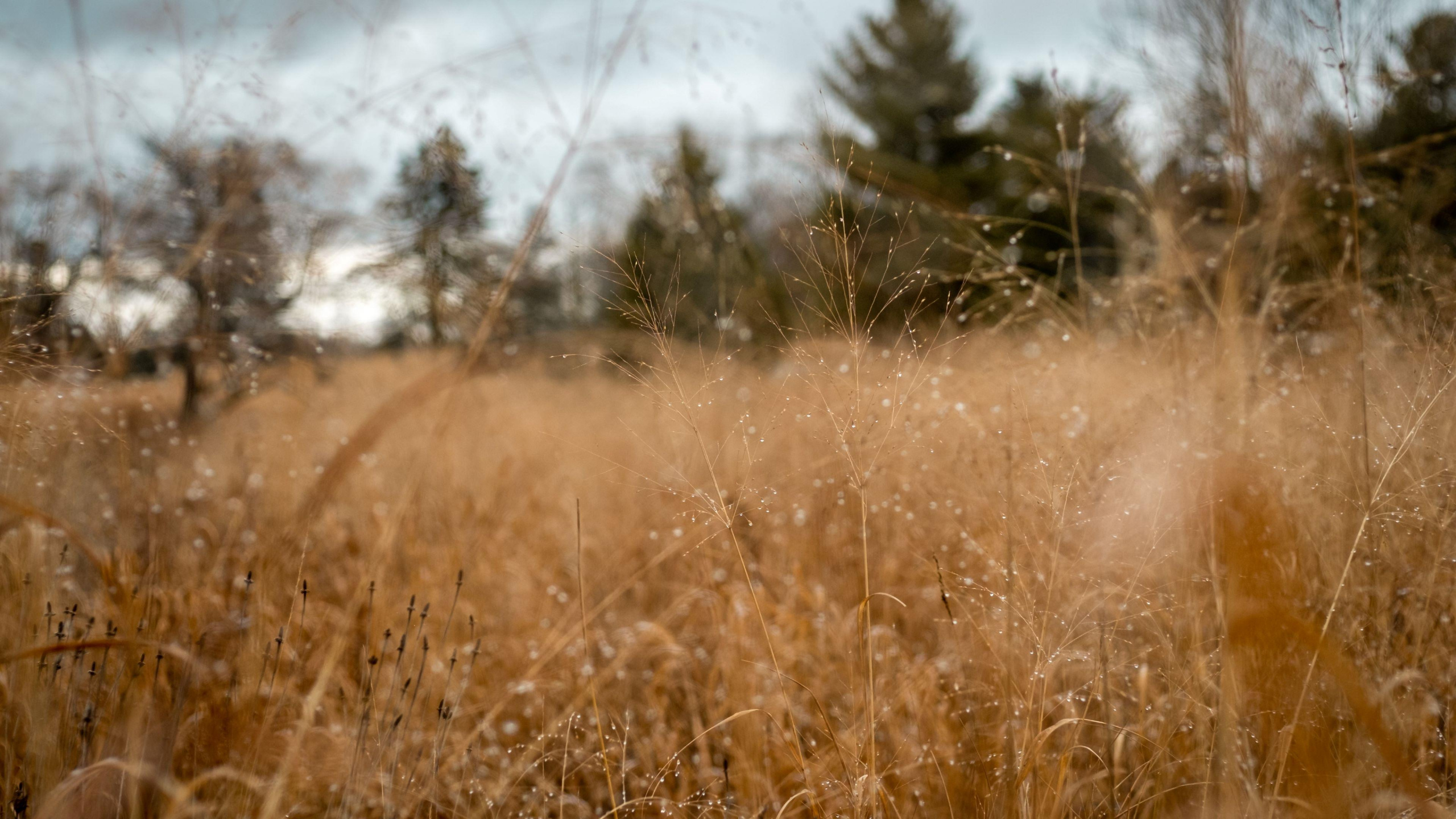 Grass, Grass Family, Sunlight, Morning, Field. Wallpaper in 2560x1440 Resolution