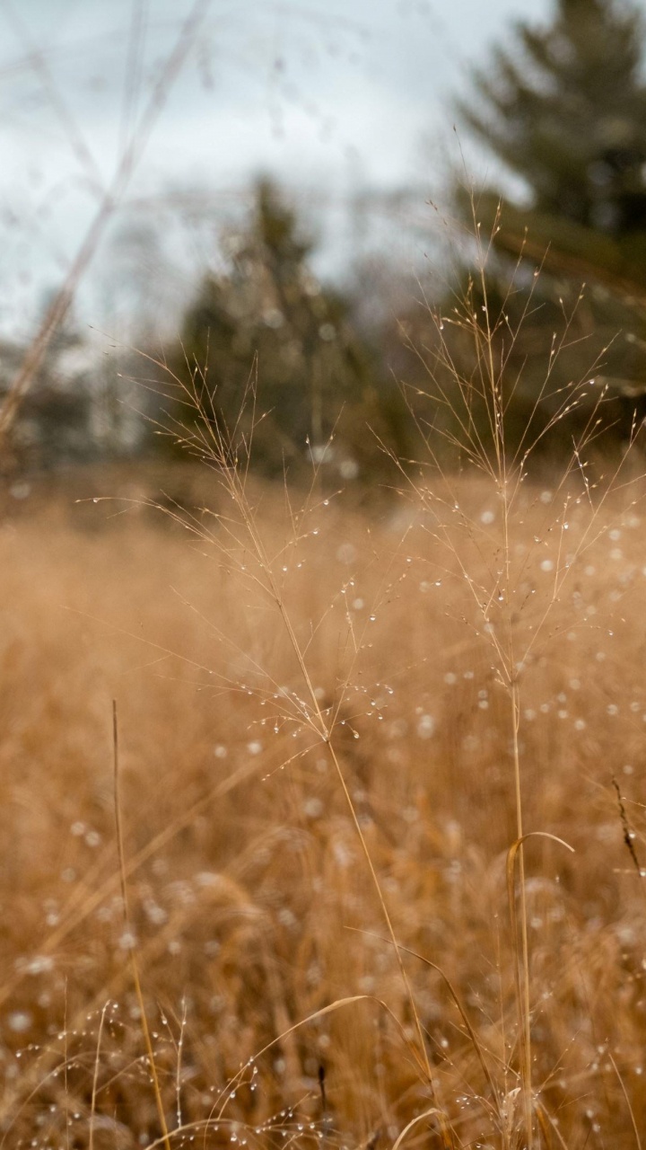 Grass, Grass Family, Sunlight, Morning, Field. Wallpaper in 720x1280 Resolution
