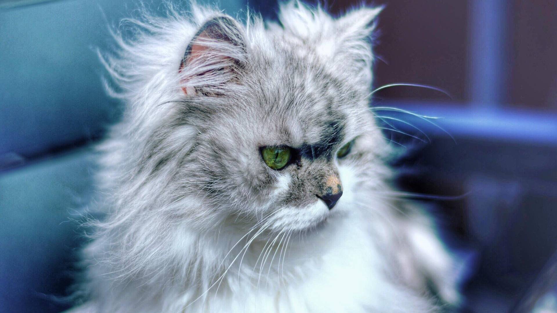 White and Gray Long Fur Cat. Wallpaper in 1920x1080 Resolution