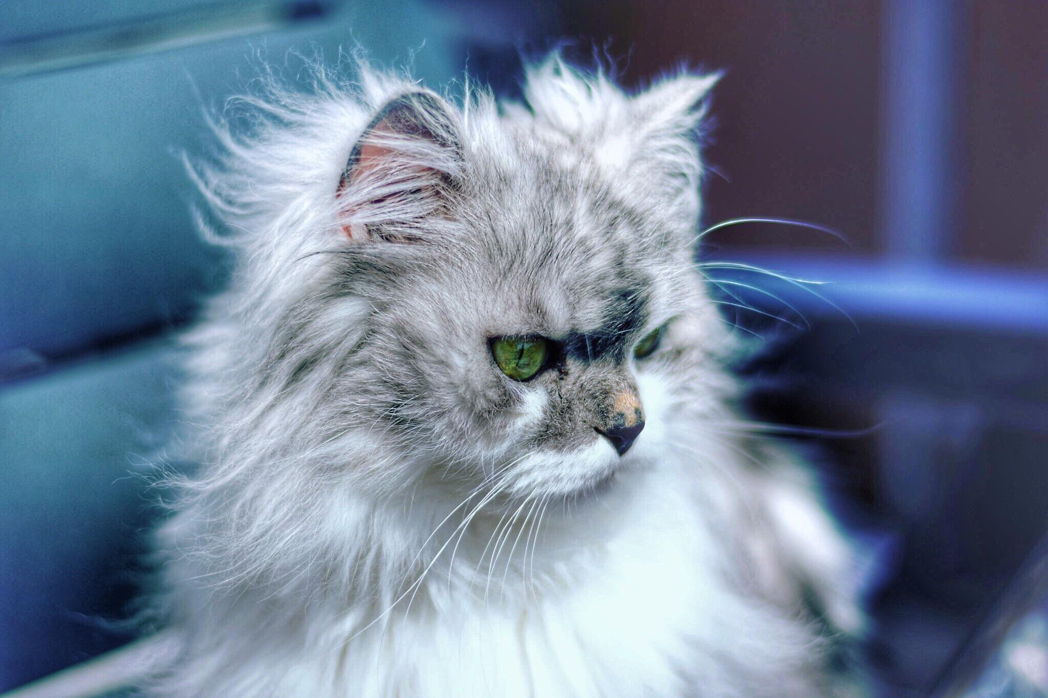 persian cat desktop wallpaper