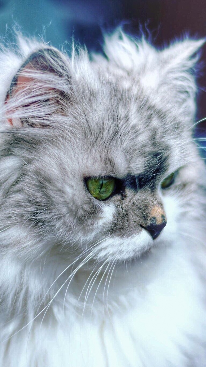波斯猫, 胡须, 小胡子, 关闭了, 中小型猫 壁纸 720x1280 允许
