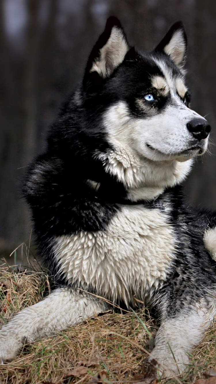 Black and White Siberian Husky Puppy on Brown Grass Field During Daytime. Wallpaper in 750x1334 Resolution