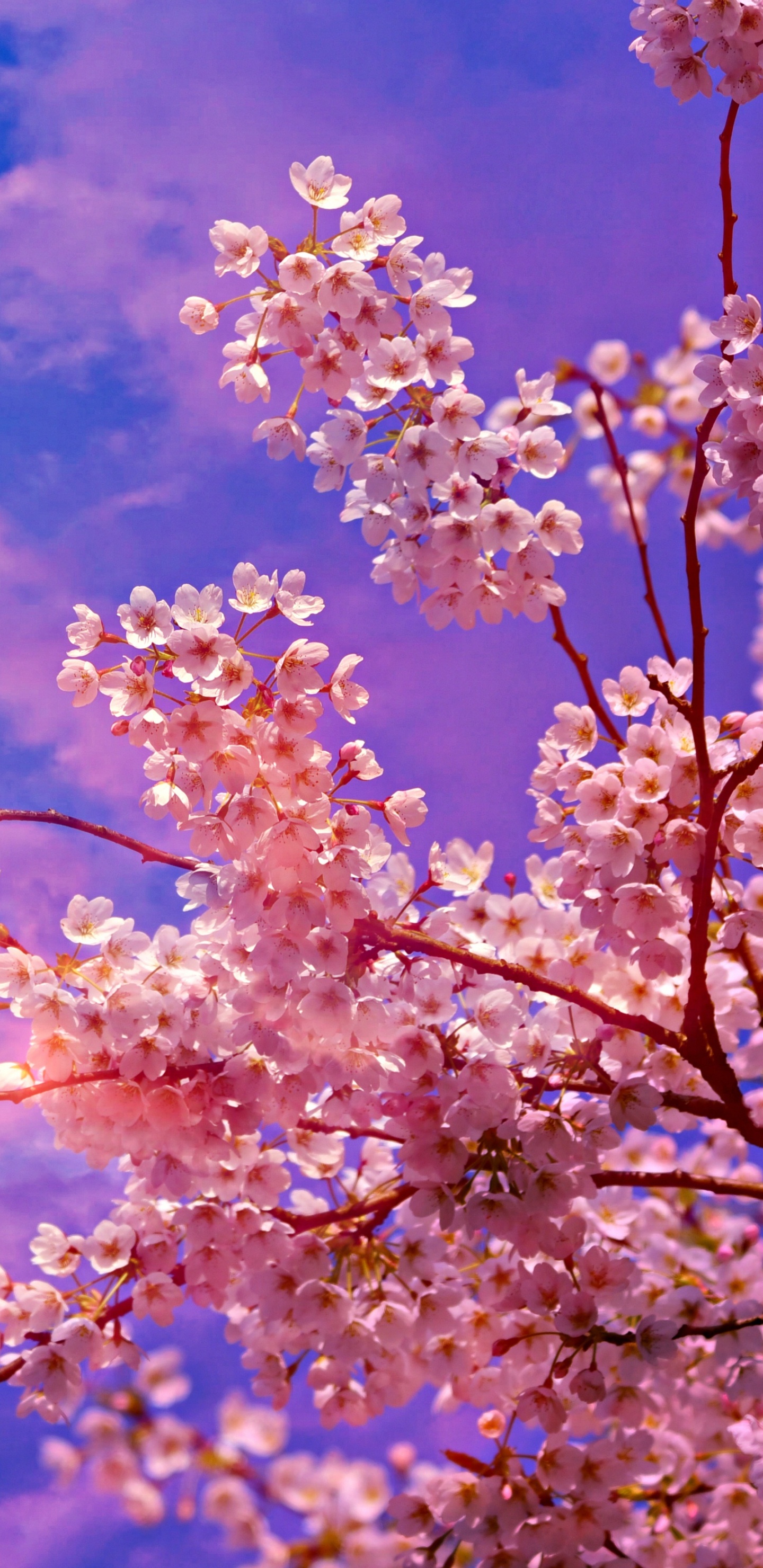 Cerisier, Printemps, Pink, Plantes Ligneuses, Ciel. Wallpaper in 1440x2960 Resolution
