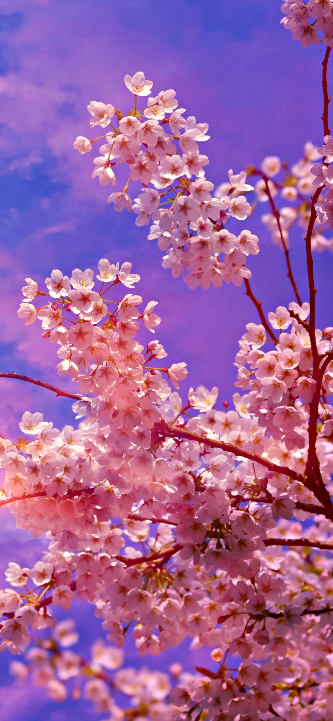 Kirschblüte, Kirsche, Frühjahr, Baum, Pink. Wallpaper in 1125x2436 Resolution