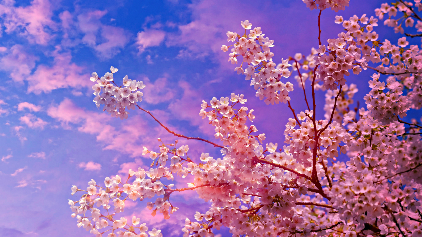 Kirschblüte, Kirsche, Frühjahr, Baum, Pink. Wallpaper in 1366x768 Resolution