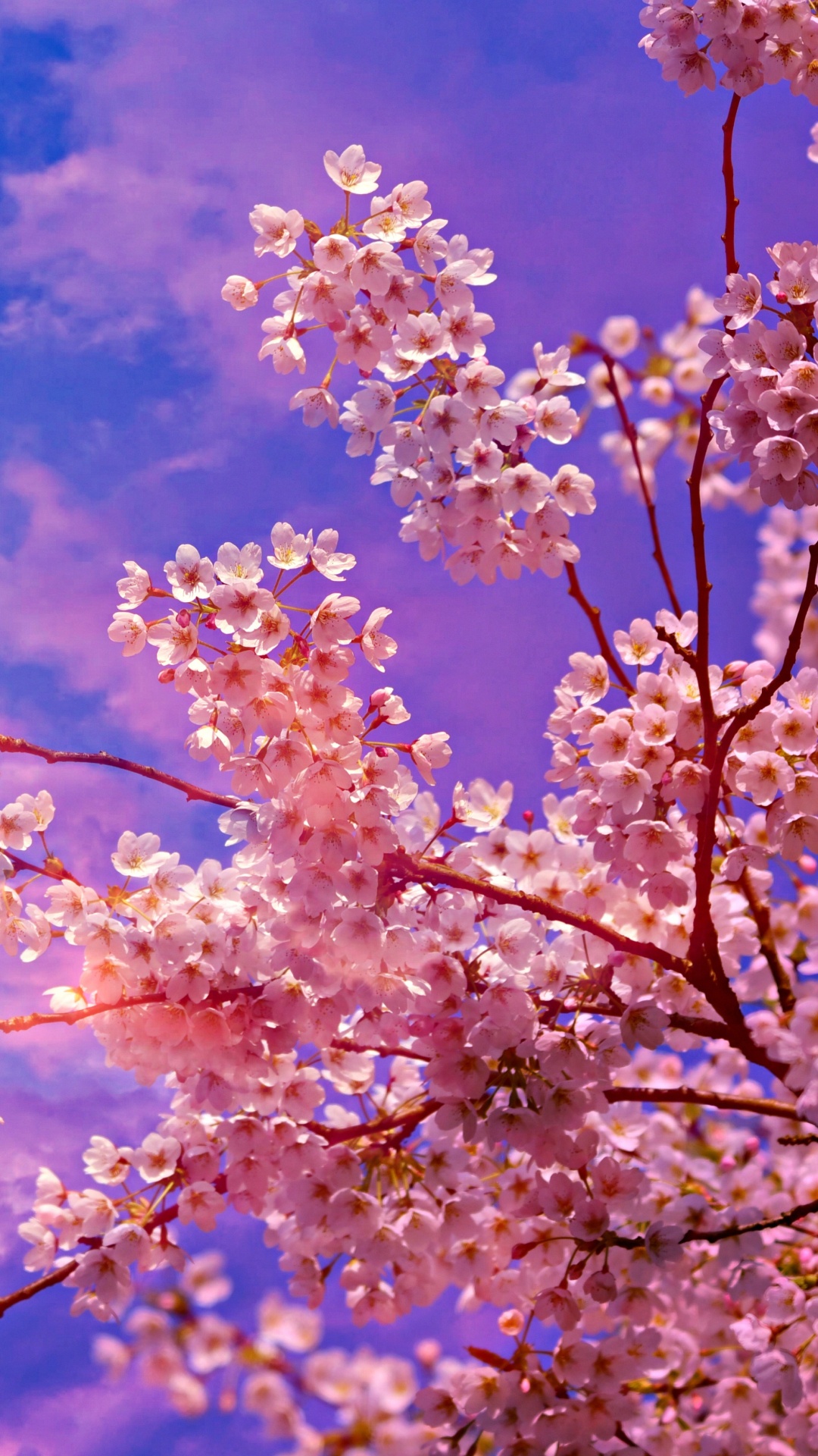 Cerezo, Primavera, Rosa, Sucursal, Planta Leñosa. Wallpaper in 1080x1920 Resolution