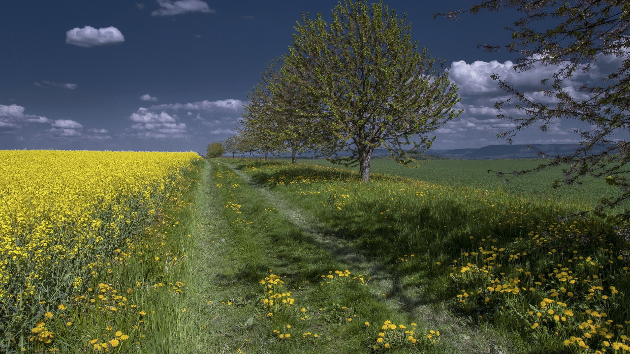 Grüne Wiese Mit Grünem Baum Unter Blauem Himmel Tagsüber. Wallpaper in 1280x720 Resolution