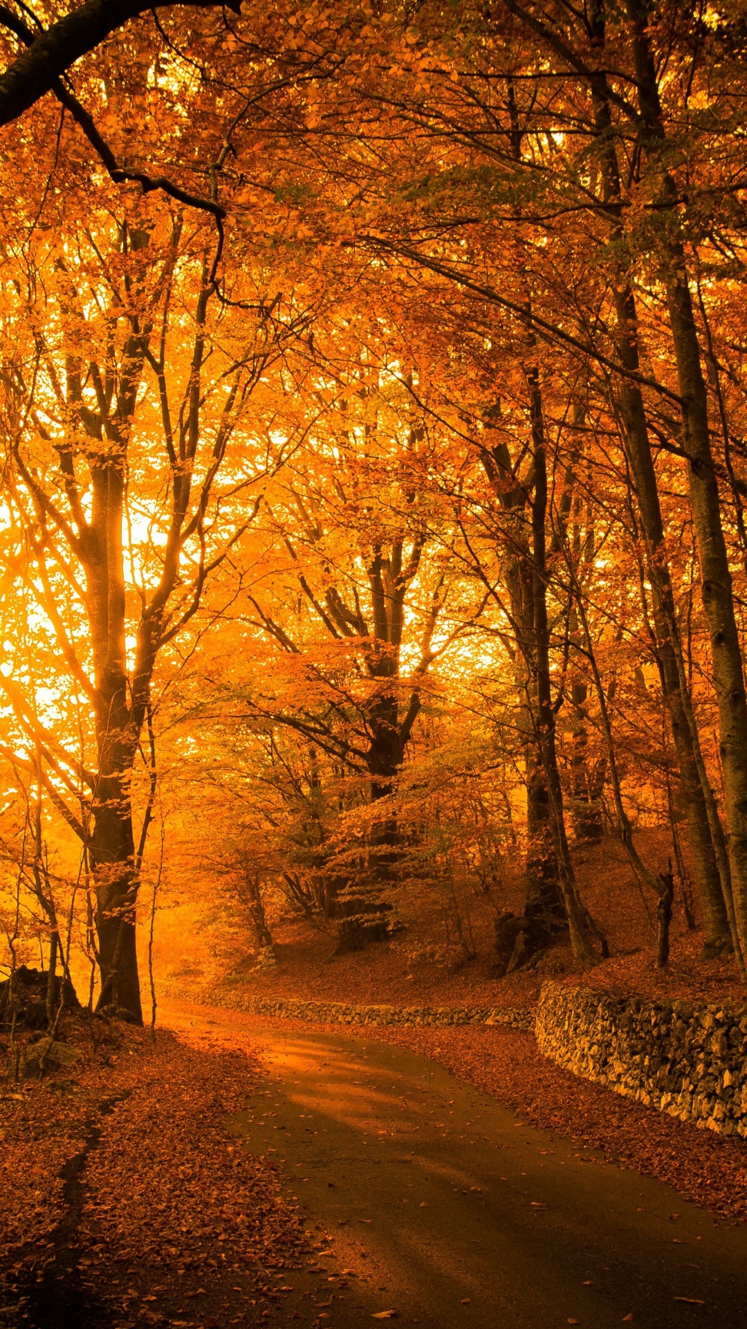 Autumn Park Aesthetic, Autumn, Park Vogoa, Aesthetics, Atmosphere. Wallpaper in 1080x1920 Resolution