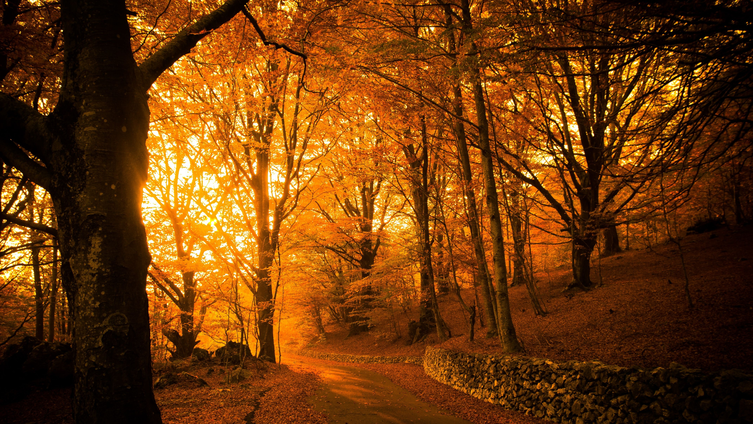 Autumn Park Aesthetic, Autumn, Park Vogoa, Aesthetics, Atmosphere. Wallpaper in 2560x1440 Resolution