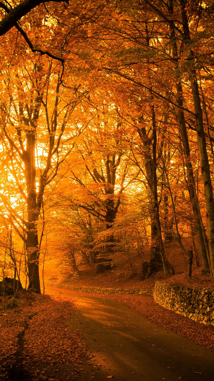 Autumn Park Aesthetic, Autumn, Park Vogoa, Aesthetics, Atmosphere. Wallpaper in 750x1334 Resolution