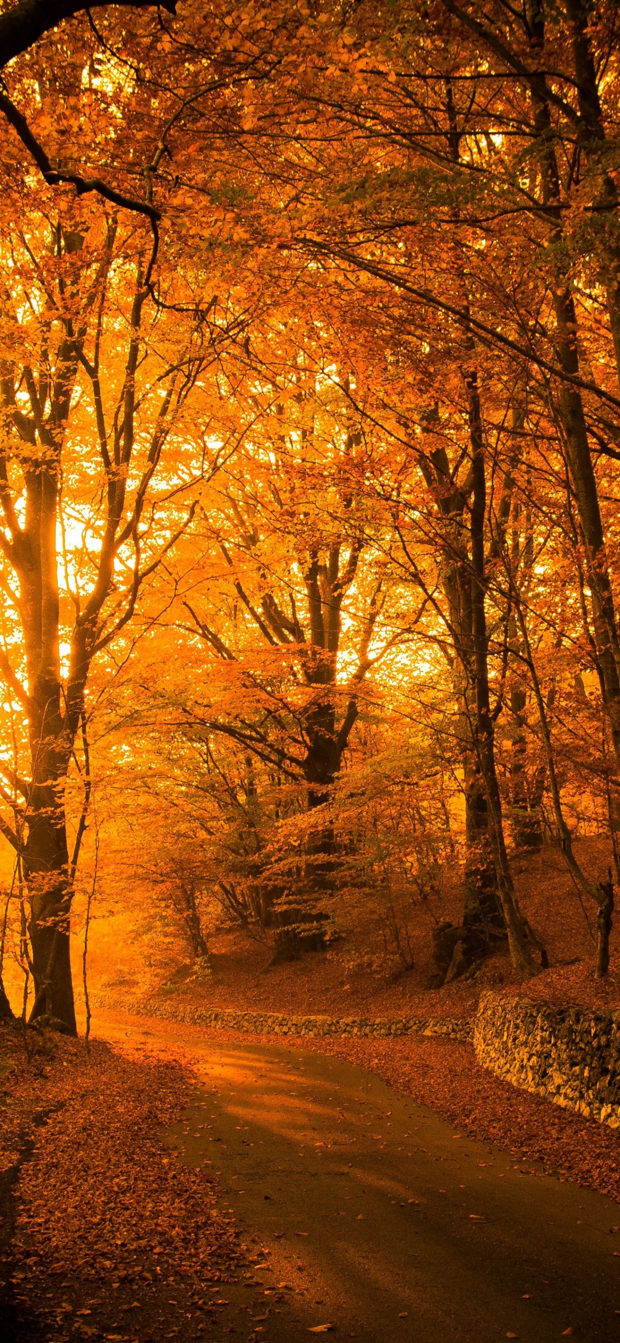 Esthétique du Parc D'automne, Parc Vogoa, Esthétique, Atmosphère, Les Gens Dans la Nature. Wallpaper in 1242x2688 Resolution