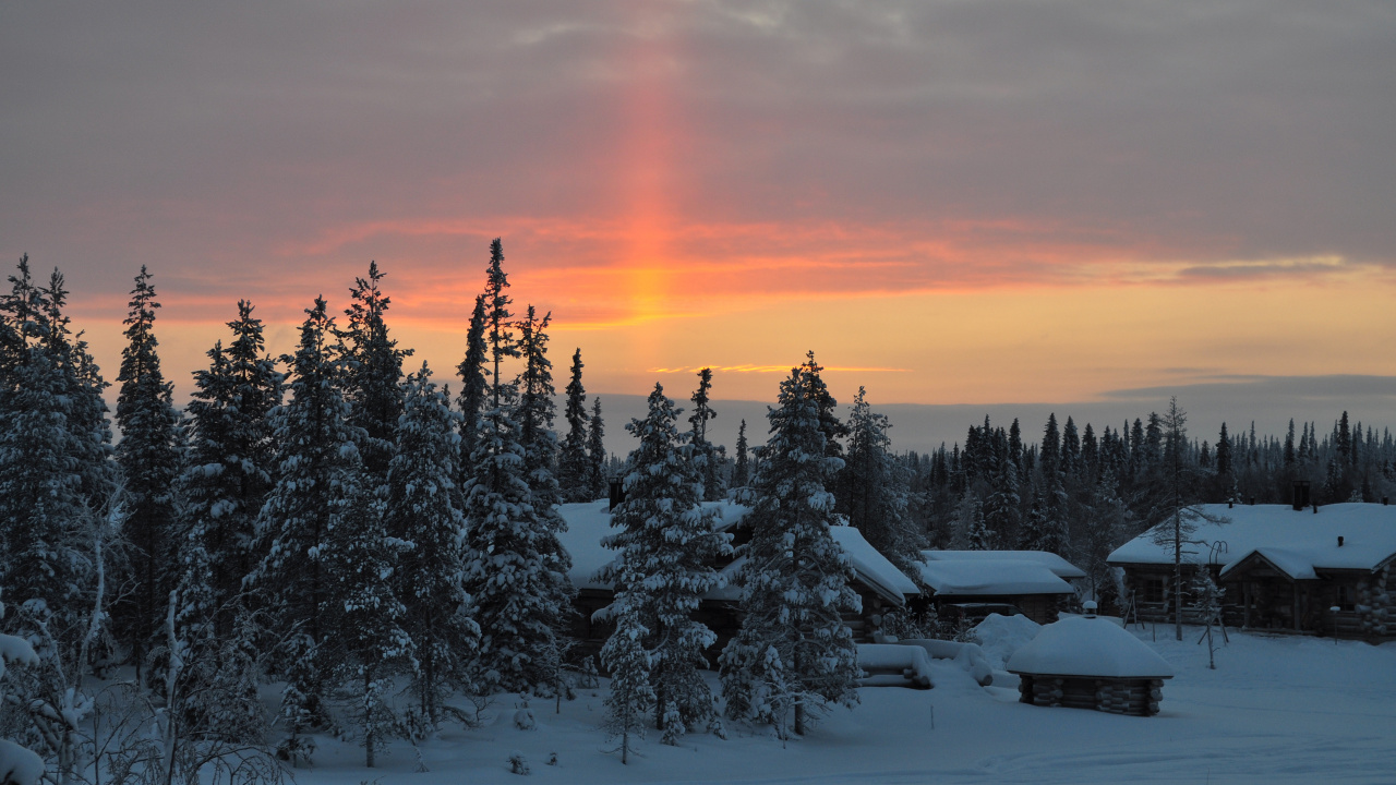 Snow Covered Pine Trees During Sunset. Wallpaper in 1280x720 Resolution