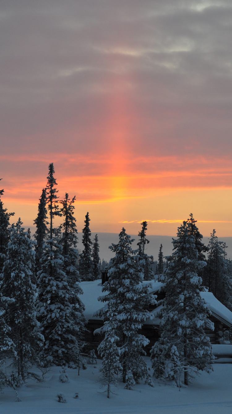 Snow Covered Pine Trees During Sunset. Wallpaper in 750x1334 Resolution