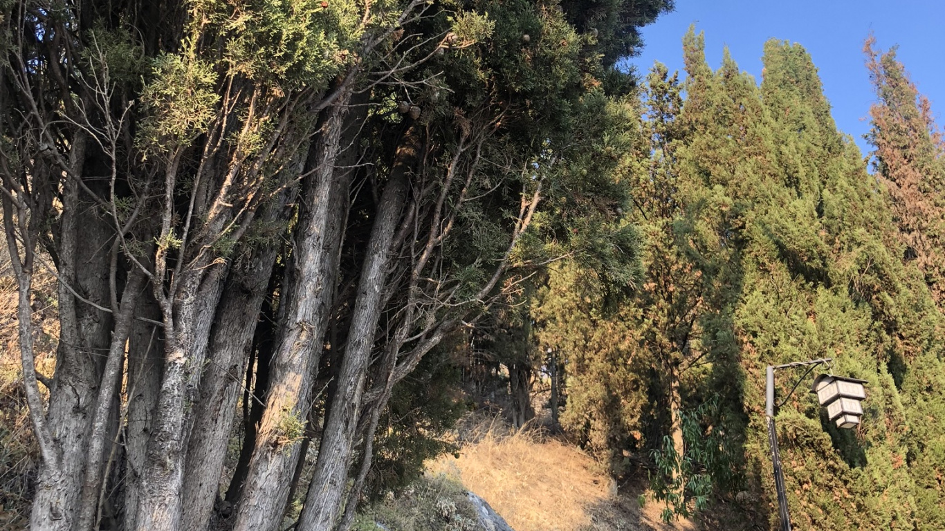 Vegetation, Biome, Conifers, Shrubland, Temperate Coniferous Forest. Wallpaper in 1366x768 Resolution