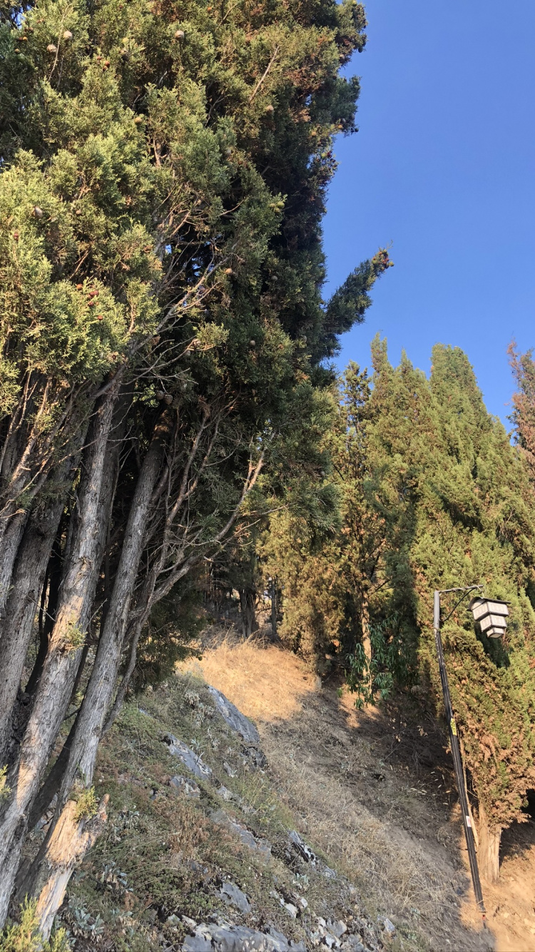 Vegetation, Biome, Conifers, Shrubland, Temperate Coniferous Forest. Wallpaper in 750x1334 Resolution