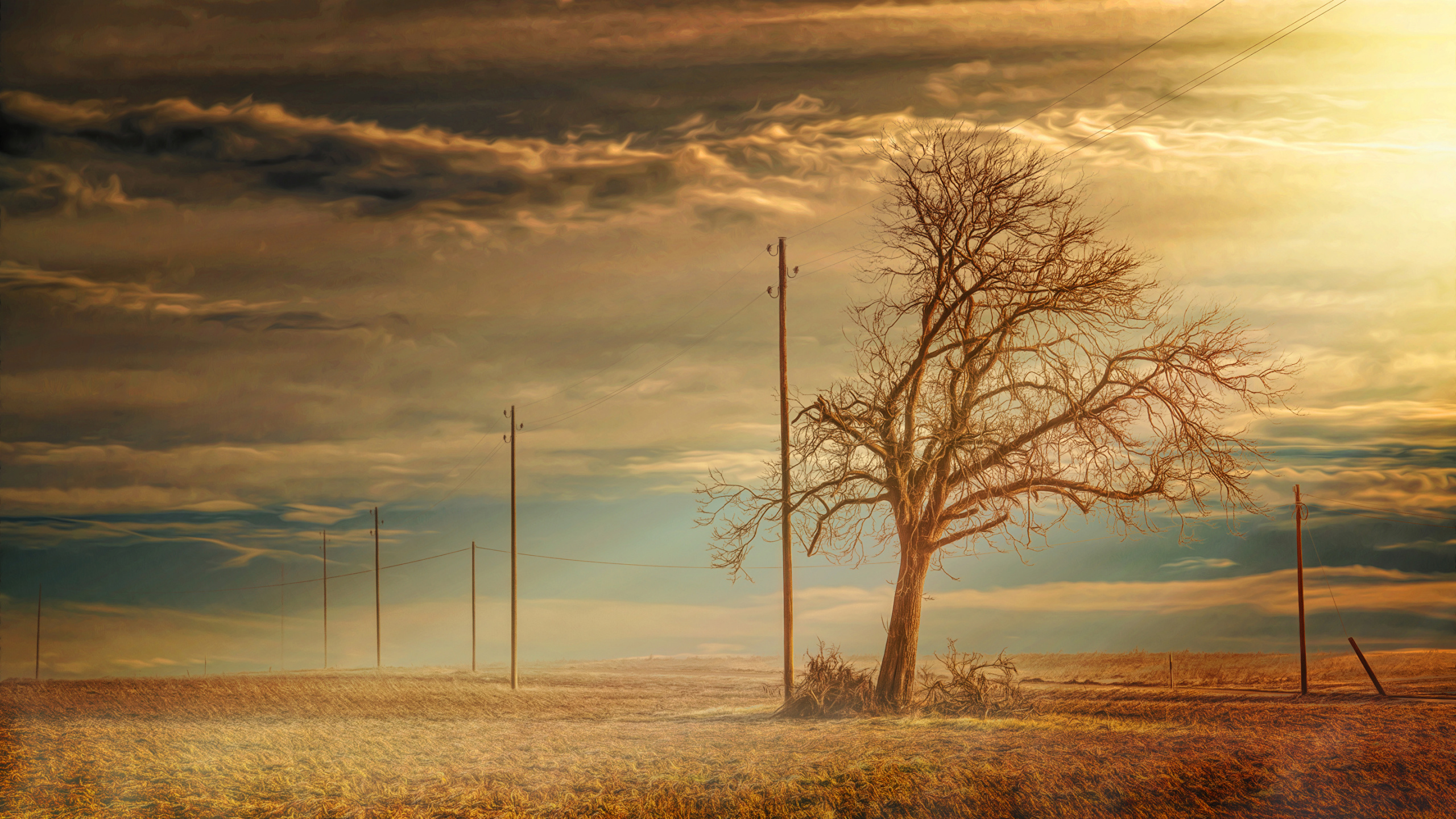 Leafless Tree on Brown Grass Field Under Cloudy Sky During Daytime. Wallpaper in 2560x1440 Resolution